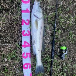 スラックジギングシーバス