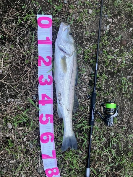 スラックジギングシーバス