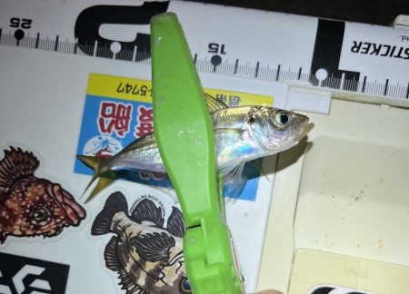 集魚灯に負けたお豆アジング