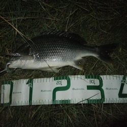 今年初チニング