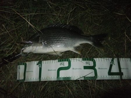 今年初チニング