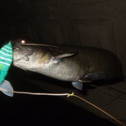 増水河川はポイントの予測が難しい