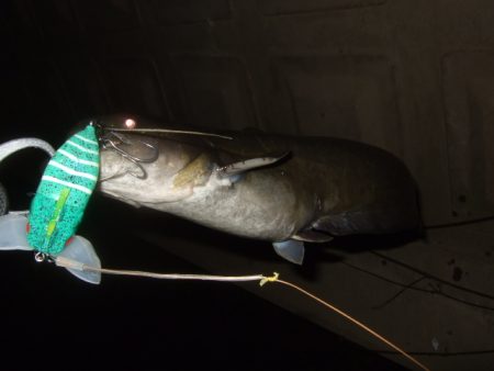 増水河川はポイントの予測が難しい