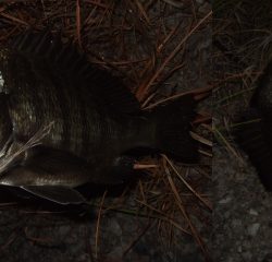 プラッギングメインでチニング