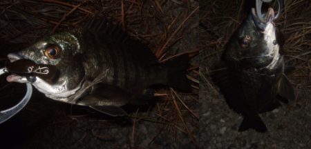 プラッギングメインでチニング