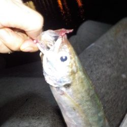 尺アジ　リベンジ