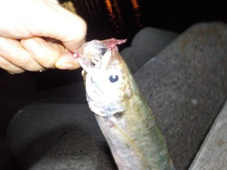 尺アジ　リベンジ