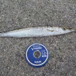 サイズはバッチリ　数はダメダメ