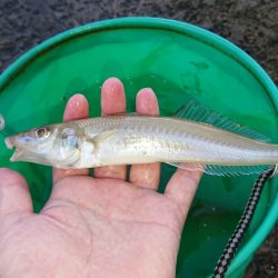 秋田のキスはデカい