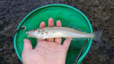 秋田のキスはデカい