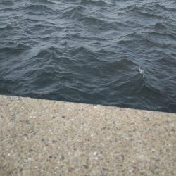 ワームでカマス