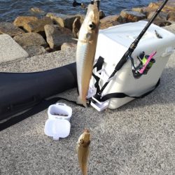 キス釣りは楽しい!