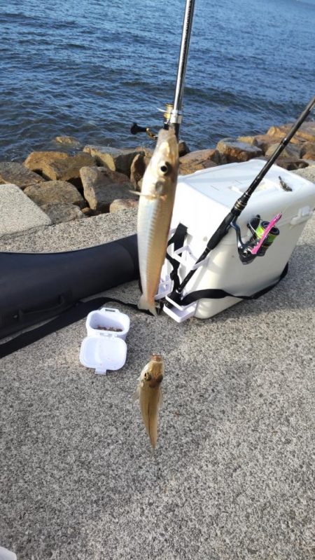 キス釣りは楽しい!