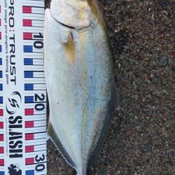 今季初青物初シオ！