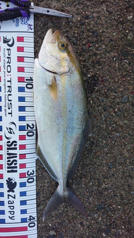 今季初青物初シオ！