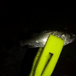 当たり主はチャリコでした～！