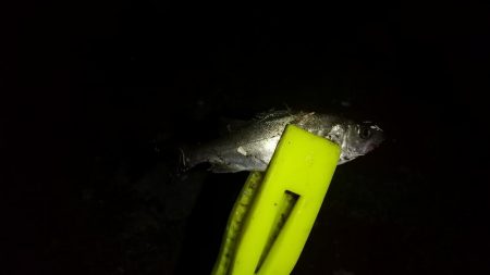 当たり主はチャリコでした～！