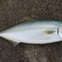 アジは不在でした。