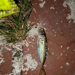 豆アジ釣れました。