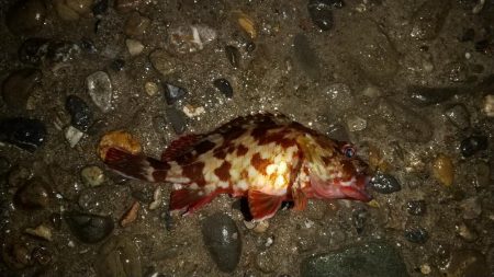 太刀魚狙いでしたが、、、