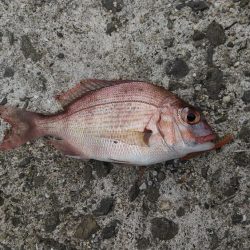 良いアジ釣れました。