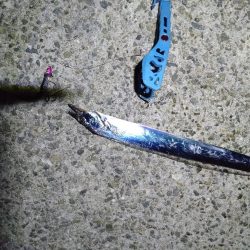 タチウオ高活性