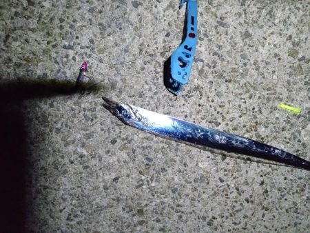 タチウオ高活性