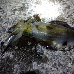 秋アオリ開幕戦