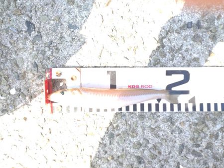 仕掛け選択ミス