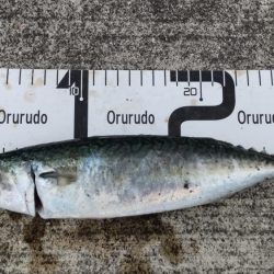 尺アジ、サバとおチヌ様