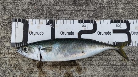 尺アジ、サバとおチヌ様