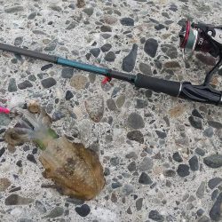 エギングシーズン開幕