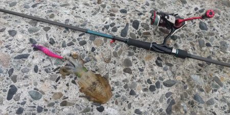 エギングシーズン開幕