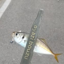 アジ釣り