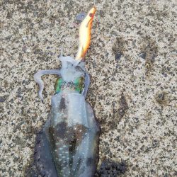 新子アオリイカ