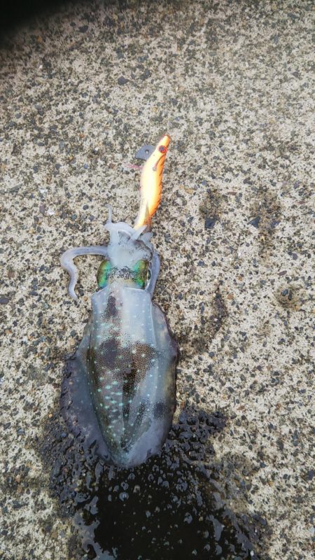 新子アオリイカ