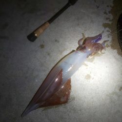 大剣先とミニシオ