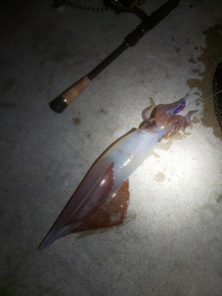 大剣先とミニシオ