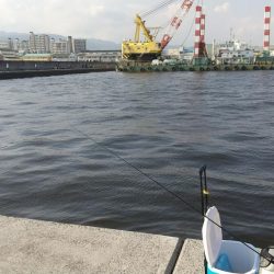 はじめてのサヨリちゃん