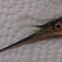 サーフトローリング