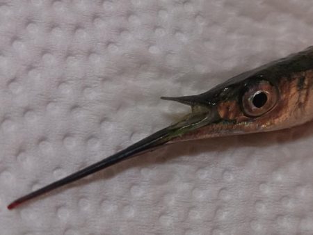 サーフトローリング