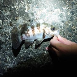 メバル多しもフグ多数