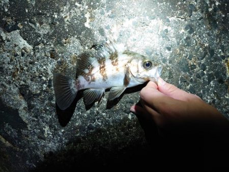 メバル多しもフグ多数