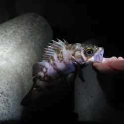 メバルは留守でガシラまみれ？