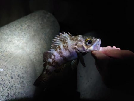 メバルは留守でガシラまみれ？