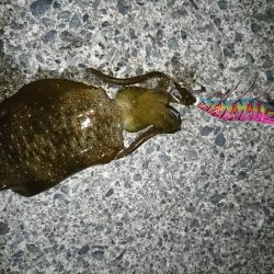 数年ぶりのエギング