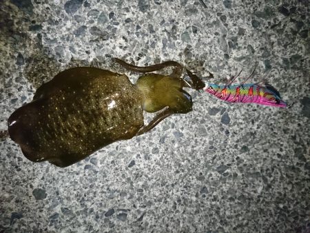 数年ぶりのエギング