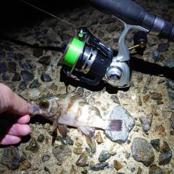 メバルちゃん、ご両親はどちらへ…