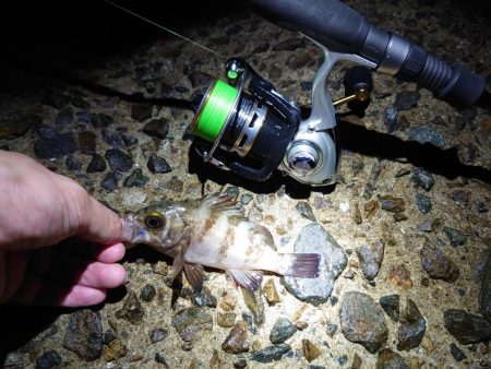 メバルちゃん、ご両親はどちらへ…