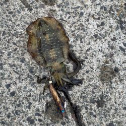 高浜アオリイカ新子調査。